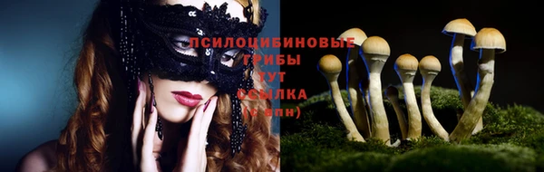 прущие грибы Верея